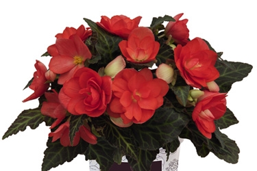 Begonia Unstoppable Variety Image Upright Miss Malibu.jpg